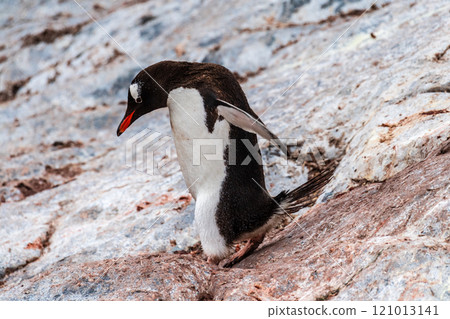 Gentoo Penguin colony on Cuverville island 121013141