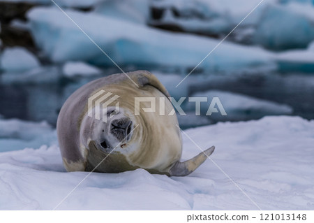 Crabeater Seal resting on a sheet of ice 121013148