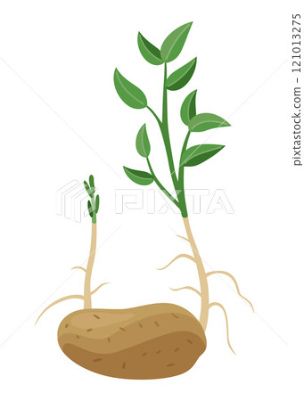 Potatoes plant growing process. Plants isolated on white background. Potato growth stage, planting process, plant life cycle infographic elements in flat design Potatoes plant growing process. Plants isolated on white background. Potato growth stage, planting process, plant life cycle infographic elements in flat design 121013275