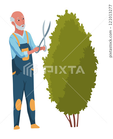 An Experienced Elderly Gardener Pruning a Bush Carefully and Skillfully with Shears 121013277