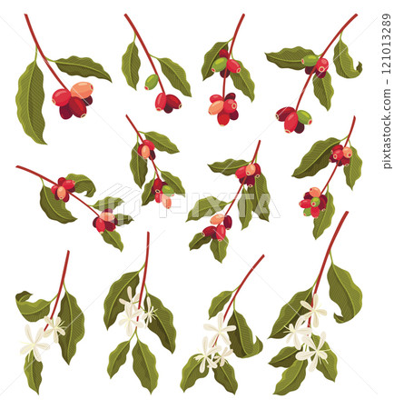 Branches of Coffee Plant with Ripe Edible Fruits Big Vector Set 121013289