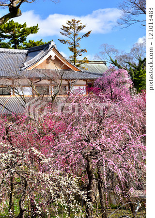 Plum forest in Kyoto Kitano Tenman-gu Shrine Plum forest in Kyoto Kitano Tenman-gu Shrine 121013483
