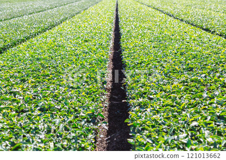 Tea garden spreading all over 121013662