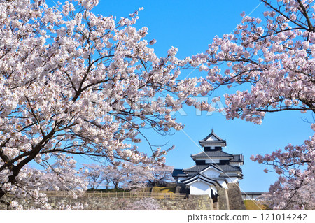 Sakurakei Shirakawa Komine Castle 121014242