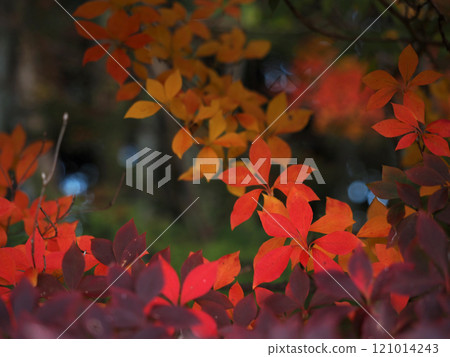 紅、黃、紫杜鵑葉（七彩燈塔杜鵑） 121014243