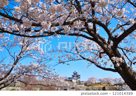 櫻井白川小峰城 121014389