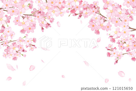 Arched frame of cherry blossoms and falling petals. Watercolor illustration (vector. Layout can be changed) 121015650
