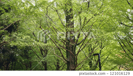 Trees, green and nature of forest, empty and peace in environment, eco friendly and growth of branches. Outdoor, travel and scenery of woods, location and destination for holiday, park and Japan 121016129