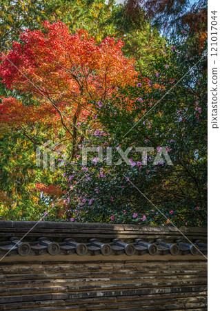 Autumn leaves at Eihoji Garden, a nationally designated scenic spot, 2024, Tajimi City, Gifu Prefecture Autumn leaves at Eihoji Garden, a nationally designated scenic spot, 2024, Tajimi City, Gifu Prefecture 121017044