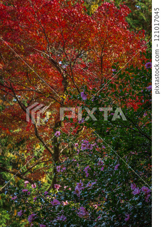 Autumn leaves at Eihoji Garden, a nationally designated scenic spot, 2024, Tajimi City, Gifu Prefecture Autumn leaves at Eihoji Garden, a nationally designated scenic spot, 2024, Tajimi City, Gifu Prefecture 121017045