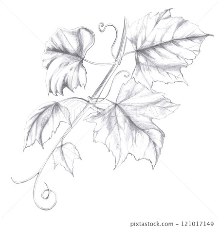 Grapevine. Isolated pencil illustration in realistic style for cafe design, bar menu, alcoholic beverages, juices, cookbooks, fabric printing, menu design 121017149