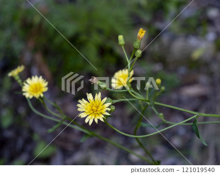 Yellow flowers of picris Yellow flowers of picris 121019540