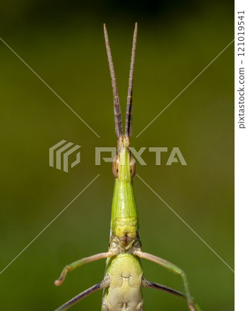 Face of shoddy grasshopper Face of shoddy grasshopper 121019541