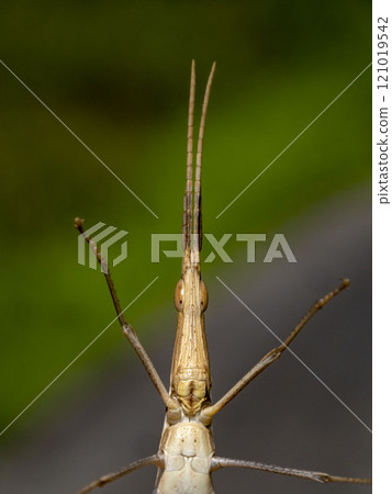 Face of shoddy grasshopper Face of shoddy grasshopper 121019542