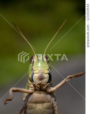 Front view of the face of a migratory locust Front view of the face of a migratory locust 121019543