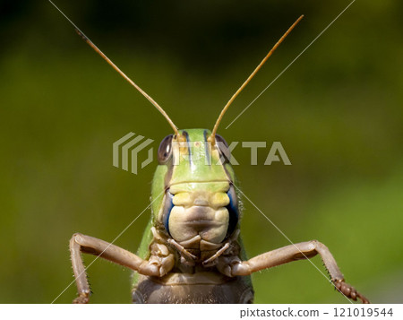Front view of the face of a migratory locust 121019544