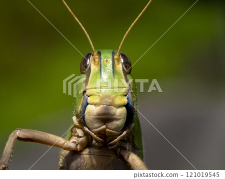Front view of the face of a migratory locust Front view of the face of a migratory locust 121019545