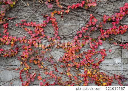 Autumn leaves of Natsuzuta Autumn leaves of Natsuzuta 121019567