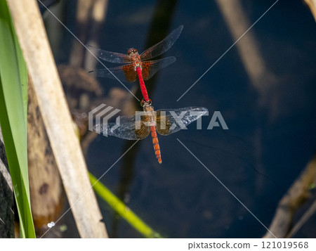 Dragonflies flying together in a pond Dragonflies flying together in a pond 121019568