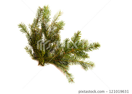 A green branch of a Christmas tree on a white isolated background.  121019631