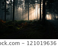 A Serene Forest Where Sunlight Gently Filters Through Trees, Creating a Mystical Atmosphere 121019636
