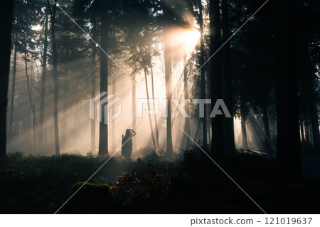 Enigmatic Forest Rays A Beautiful and Serene Nature Scene with a female photographer 121019637
