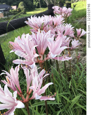 夏天的水仙花❀・❀・❀・❀　　　‥‥…甘草…‥‥ 121019746