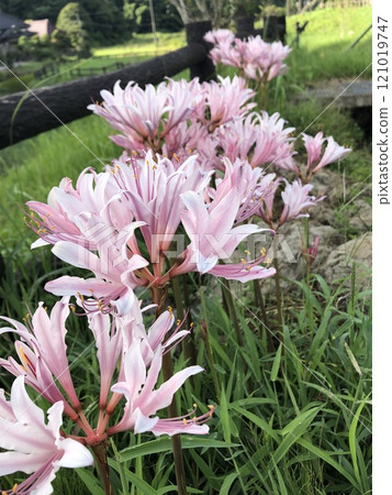 Summer daffodil ❀・❀・❀・❀　　　　‥ ‥… licorice …‥ ‥ 121019747