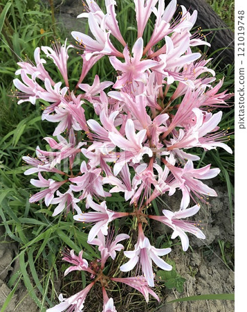 夏天的水仙花❀・❀・❀・❀ ‥‥…甘草…‥‥ 夏天的水仙花❀・❀・❀・❀ ‥‥…甘草…‥‥ 121019748