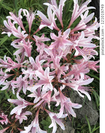 Summer daffodil ❀・❀・❀・❀　　　　‥ ‥… licorice …‥ ‥ 121019749