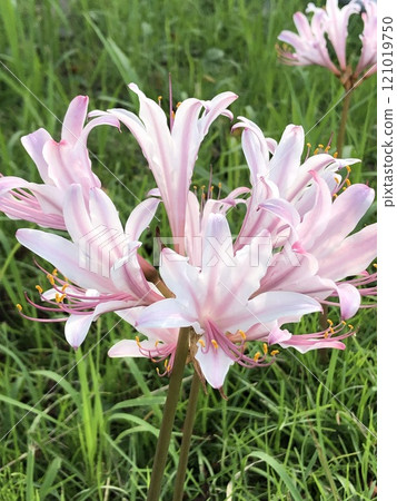 夏天的水仙花❀・❀・❀・❀ ‥‥…甘草…‥‥ 夏天的水仙花❀・❀・❀・❀ ‥‥…甘草…‥‥ 121019750