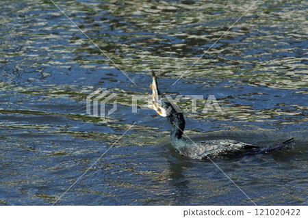 鸕鶿正在吃新娘色的香魚 鸕鶿正在吃新娘色的香魚 121020422