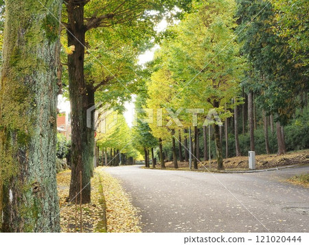靜岡縣，一排排銀杏樹景觀，十一月 121020444