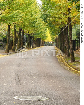 靜岡縣，一排排銀杏樹景觀，十一月 121020445