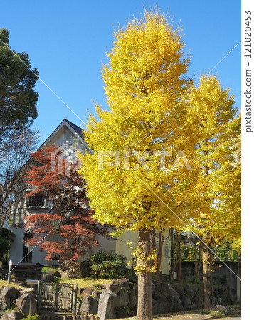 Shizuoka Prefecture, Ginkgo Tree-lined Landscape, November 121020453
