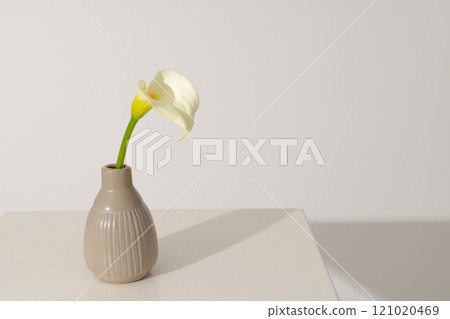 Kalia flower in vase and copy space on white background Kalia flower in vase and copy space on white background 121020469