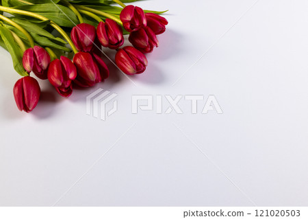 Bunch of red tulips with copy space on white background Bunch of red tulips with copy space on white background 121020503