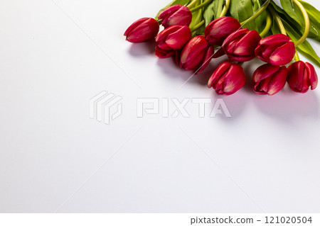 Bunch of red tulips with copy space on white background Bunch of red tulips with copy space on white background 121020504