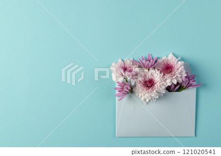 White and pink flowers in white envelope and copy space on blue background 121020541