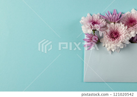 White and pink flowers in white envelope and copy space on blue background White and pink flowers in white envelope and copy space on blue background 121020542