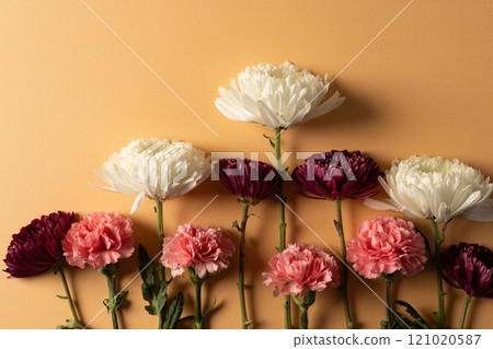 White, red and pink flowers with copy space on orange background 121020587