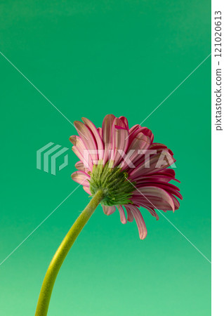 Vertical image of pink gerbera flower and copy space on green background Vertical image of pink gerbera flower and copy space on green background 121020613