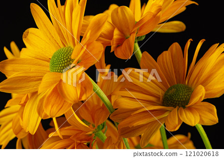 Yellow flowers and copy space on black background 121020618
