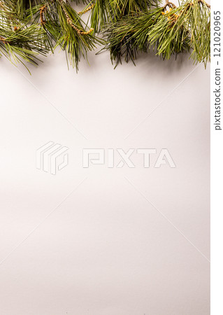 Vertical image of christmas fir tree branches with copy space on white background 121020965