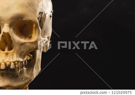 Plastic skeleton with copy space on black background 121020975
