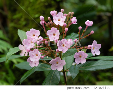 Cute pink Luculia Cute pink Luculia 121021120