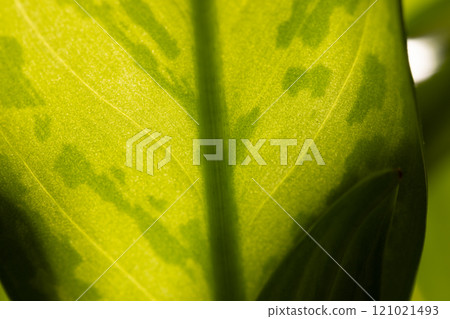 Micro close up of green leaf and copy space 121021493