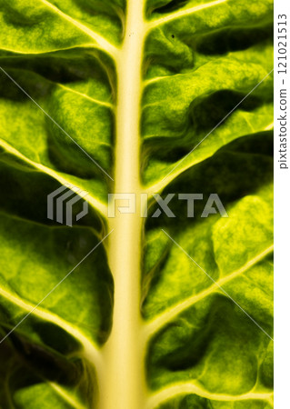 Micro close up of green leaf and copy space Micro close up of green leaf and copy space 121021513