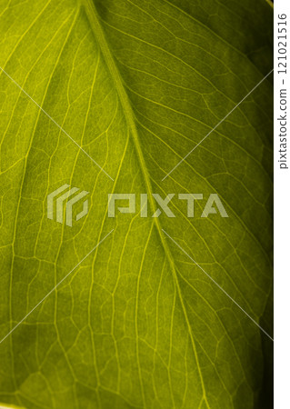 Micro close up of green leaf and copy space Micro close up of green leaf and copy space 121021516