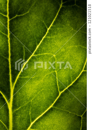 Micro close up of green leaf and copy space 121021518